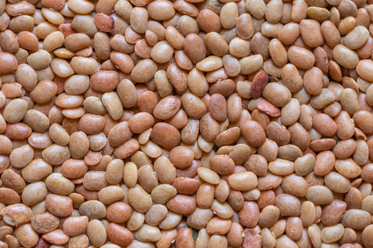 Lentils or whole Sabut Masoor dal, closeup
