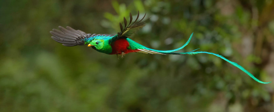 quetzal en vuelo