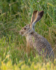 Very close view of a young black-tailed jackrabbit, seen in the wild near a north California marsh 