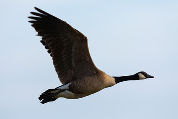 Canada goose flying  in the beautiful sunset light, seen in the wild near the San Francisco Bay