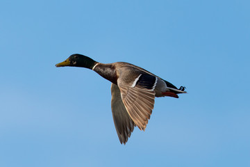 Very close view of wild duck flying 