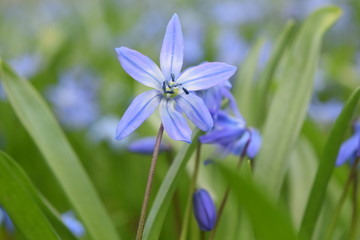 Tiny blue flowers on the grass