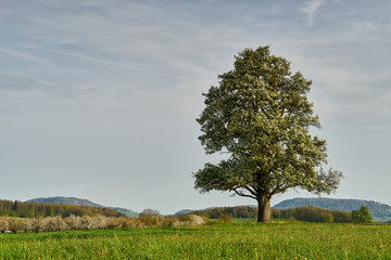 Fototapeta na wymiar Blühender Birnenbaum im Baselbiet