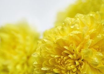 Fototapeta premium macro photo of yellow chrysanthemum on white background