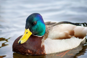 macro photo of male Mallard