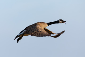 Canada goose flying  in the beautiful sunset light, seen in the wild near the San Francisco Bay
