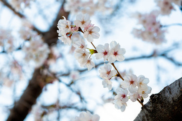 Beautiful cherry blossom sakura in spring time