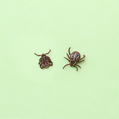 danger insect tick, top and bottom view, abdomen and back. encephalitis insect tick. Encephalitis virus or Lyme Disease infected tick arachnid insect. Parasite insect macro Close up