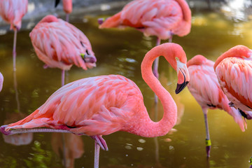 Flamingos