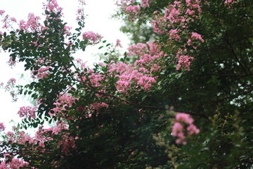  Pink Crepe Myrtle Lagerstroemia indica