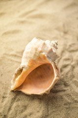 Shells on tropical beach, background