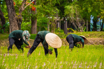 transplant rice seeding in champasak town