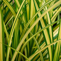 green and yellow leaf background