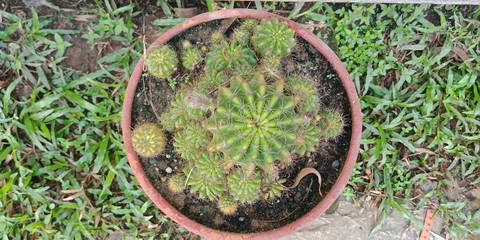 cactus