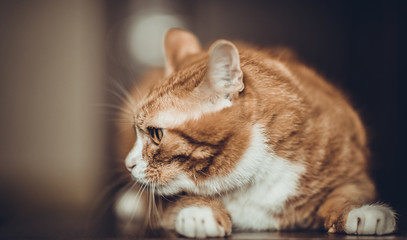 Portrait of a beautiful young cat on a dark background.