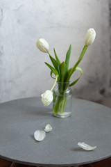 White tulips spring decoration in a home. holiday concept background with copy space