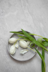 Fototapeta na wymiar White tulips spring decoration in a home. holiday concept background with copy space