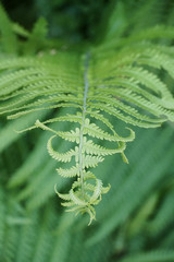 Closeup of curling tendrils of a fern