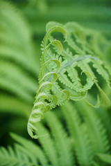 Closeup of curling tendrils of a fern