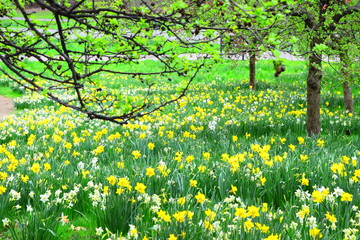 Obraz premium Blooming daffodils fields