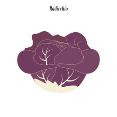 Radicchio lettuce illustration