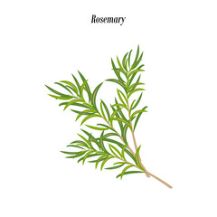 Rosemary herb illustration