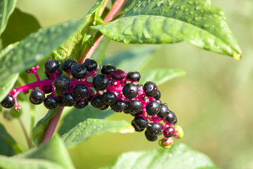American pokeweed (Phytolacca americana) plant