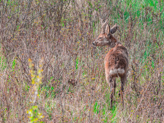 Chevrette profite du soleil