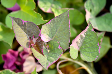 Ipomoea batatas 'pink frost' sweet potato