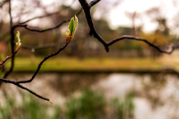 branch of a tree, Seoul South Korea