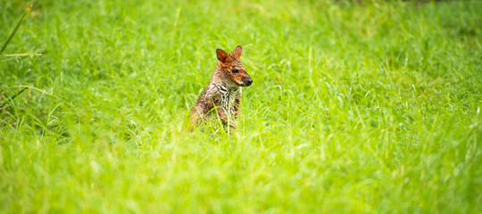 Red-legged Pademelon