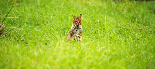 Red-legged Pademelon