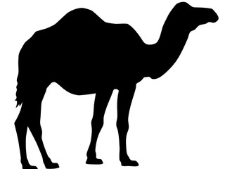 silhouette of camel isolated on white