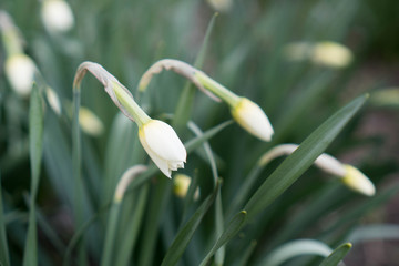 Narcissus flower. Buds of white narcissus flower, green stalks and leaves. Narcissus daffodil flowers and green leaves background. Cultivation daffodils in the garden