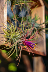 Air plant Tillandsia spp.