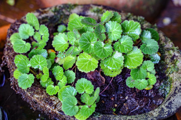 Green foliage plant with round leaves in a container