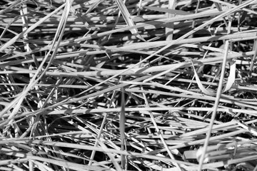 Dry grass close up. Natural background black and white