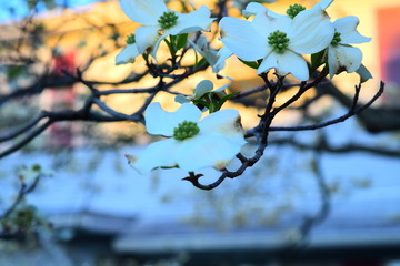 White dogwood blooms, four petal flowers, spring signal, northern spring
