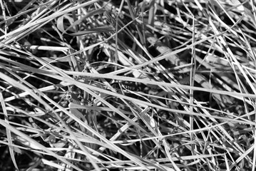 Dry grass close up. Natural background black and white