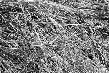 Close up view of dry grass in the forest. Natural background black and white