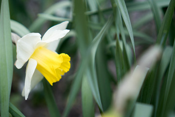 Narcissus flower. Blossoming bud of daffodil surrounded by stalks and leaves. Narcissus daffodil flowers and green leaves background. Cultivation daffodils in the garden