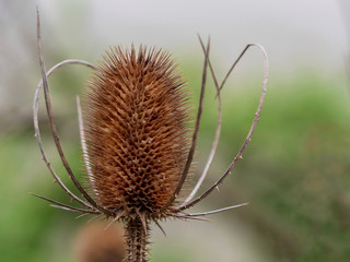 Wild Thistle with a Creamy Background