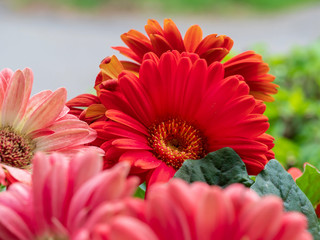 A Bunch of Gerbera Daisies in Shades of Orange 