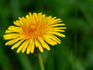 Obraz premium A Weed or a Beautiful Flower