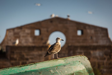 Seagulls of the Essaouira at sunrise with beautiful background. Morocco