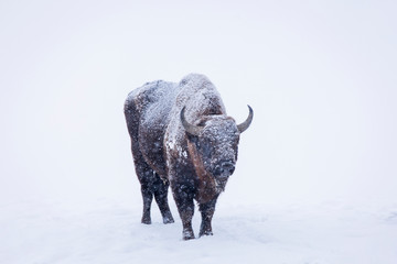 Bison or Aurochs in winter season in there habitat. Beautiful snowing