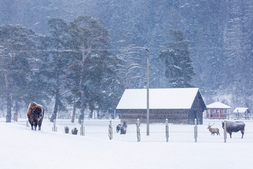 Bison or Aurochs in winter season in there habitat. Beautiful snowing