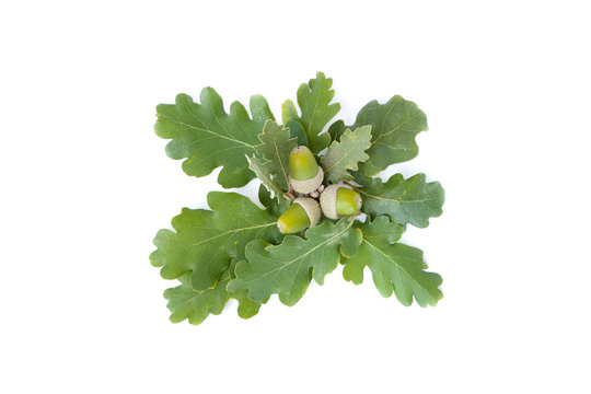 Leaves and fruit of Downy Oak (Quercus pubescens) isolated on a white background