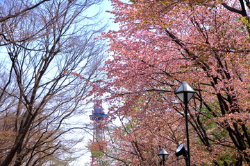 札幌テレビ塔と桜の風景