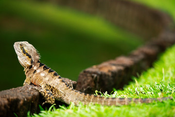 Eastern Water Dragon